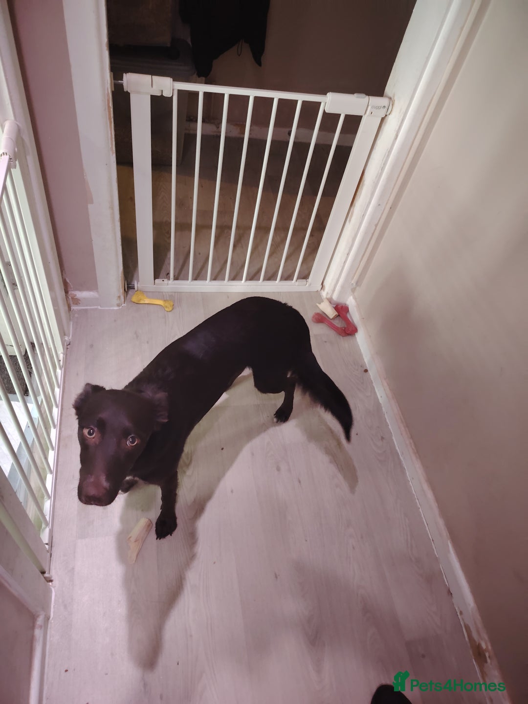 Mixed Breed dogs for sale: Rehome - Image 6