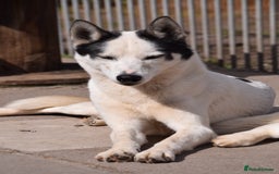 Siberian Husky dogs for stud: 3 Health tested KC Reg Polish Imports At Stud in Scunthorpe - Image 6