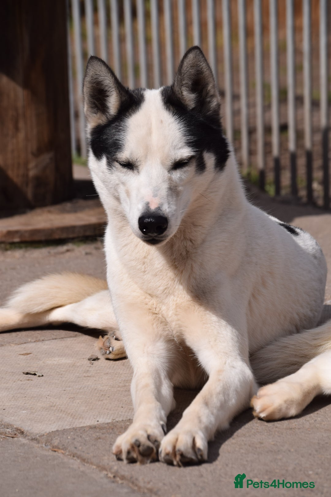 Siberian Husky dogs for stud: 3 Health tested KC Reg Polish Imports At Stud in Scunthorpe - Image 6