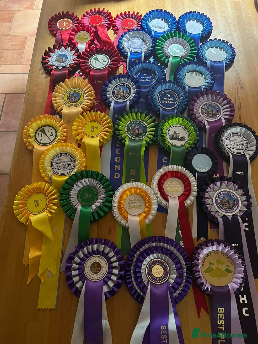 Miniature Dachshund dogs for stud: Miniature smooth haired dachshund for stud - Advert 4