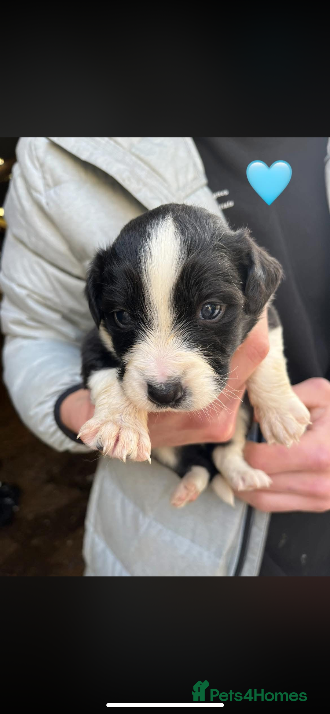 Sprollie dogs for sale: Sprollie puppies  - Advert 8