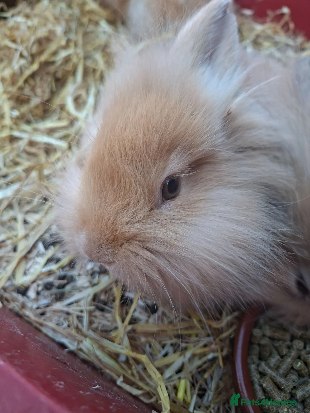 Mixed Breed rabbits for sale: Baby rabbits in Mansfield - Advert 2