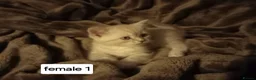 Persian cats for sale: Persian x sphynx accidental litter - Advert 9