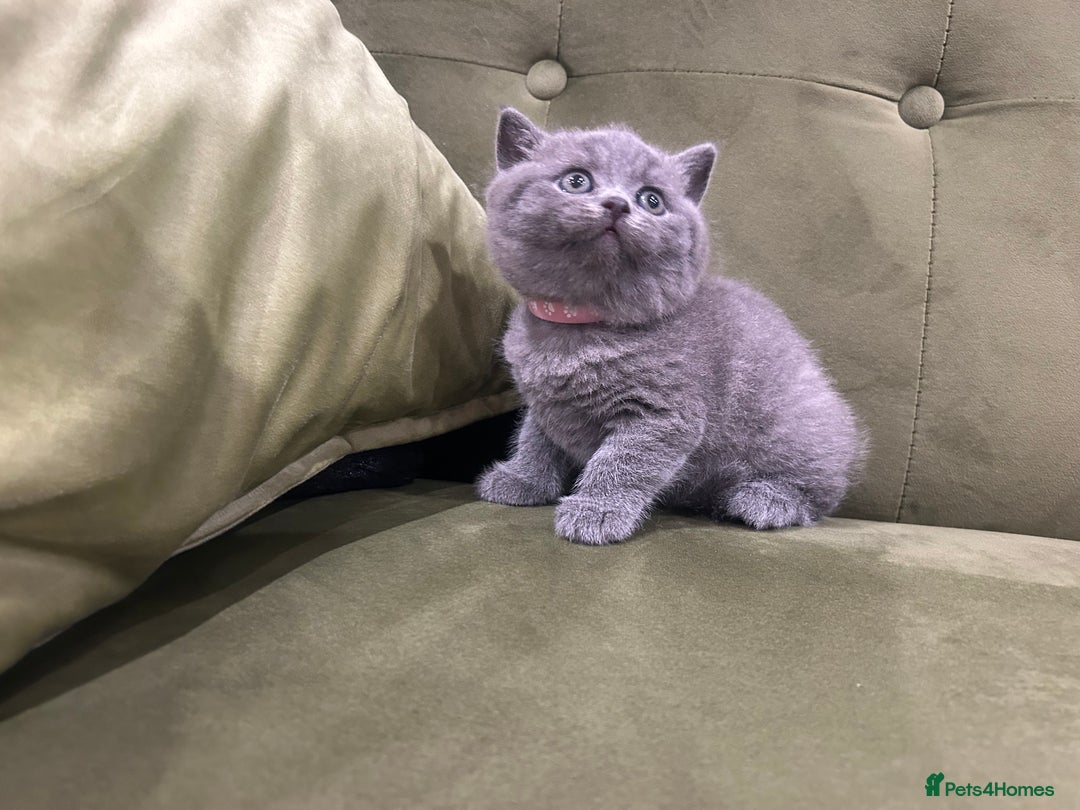 British Shorthair cats for sale: Gorgeous British shorthair kitten - Image 16