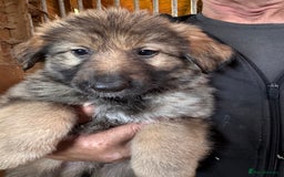 German Shepherd dogs for sale: 4 stunning german Shepherd pups. Very chunky.  - Image 1