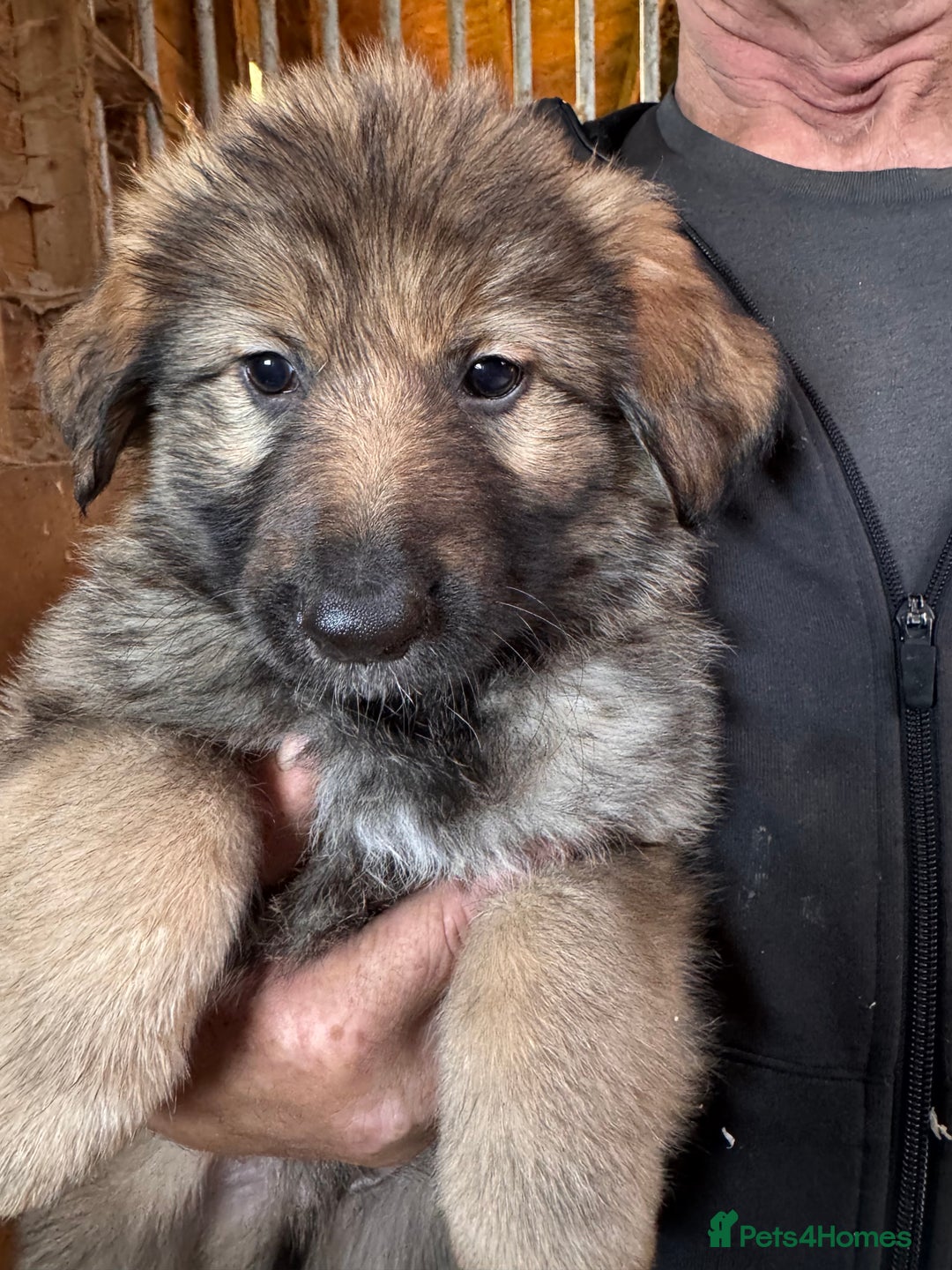 German Shepherd dogs for sale: 4 stunning german Shepherd pups. Very chunky.  - Image 1