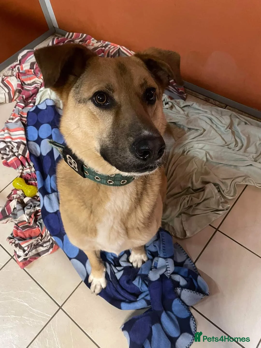 Mixed Breed dogs for adoption: Meet Meeko, currently residing in Cheshire  in Nantwich - Advert 26