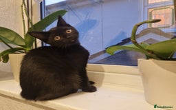 Bombay cats for sale: Friendly bombay for sale - Image 6