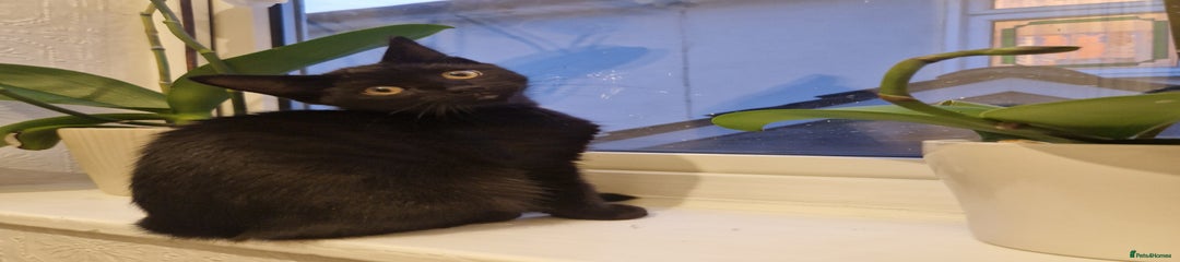 Bombay Kitten 1