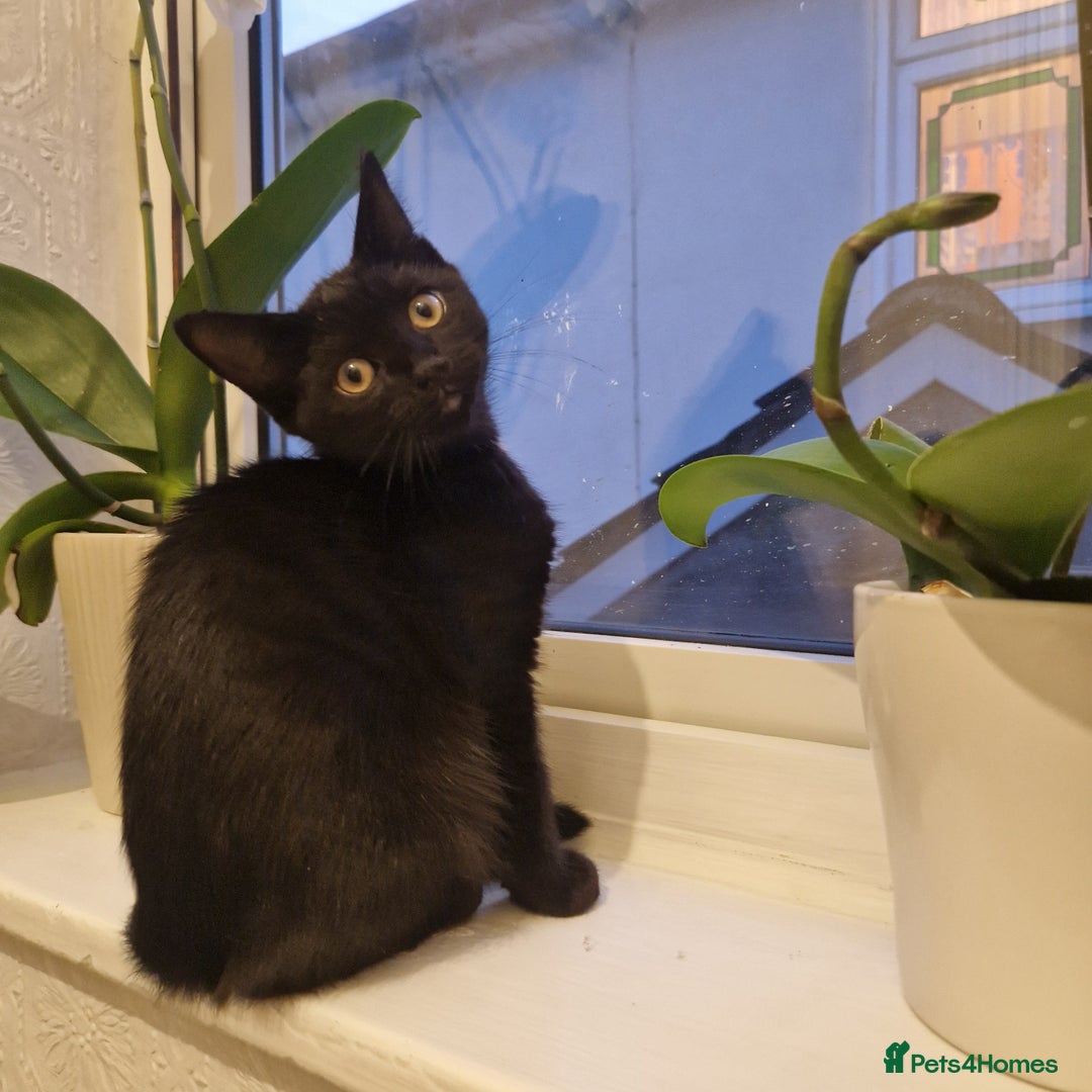 Bombay cats for sale: Friendly bombay for sale - Image 6