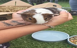 Guinea Pig rodents for sale: Guinea pig - Image 2