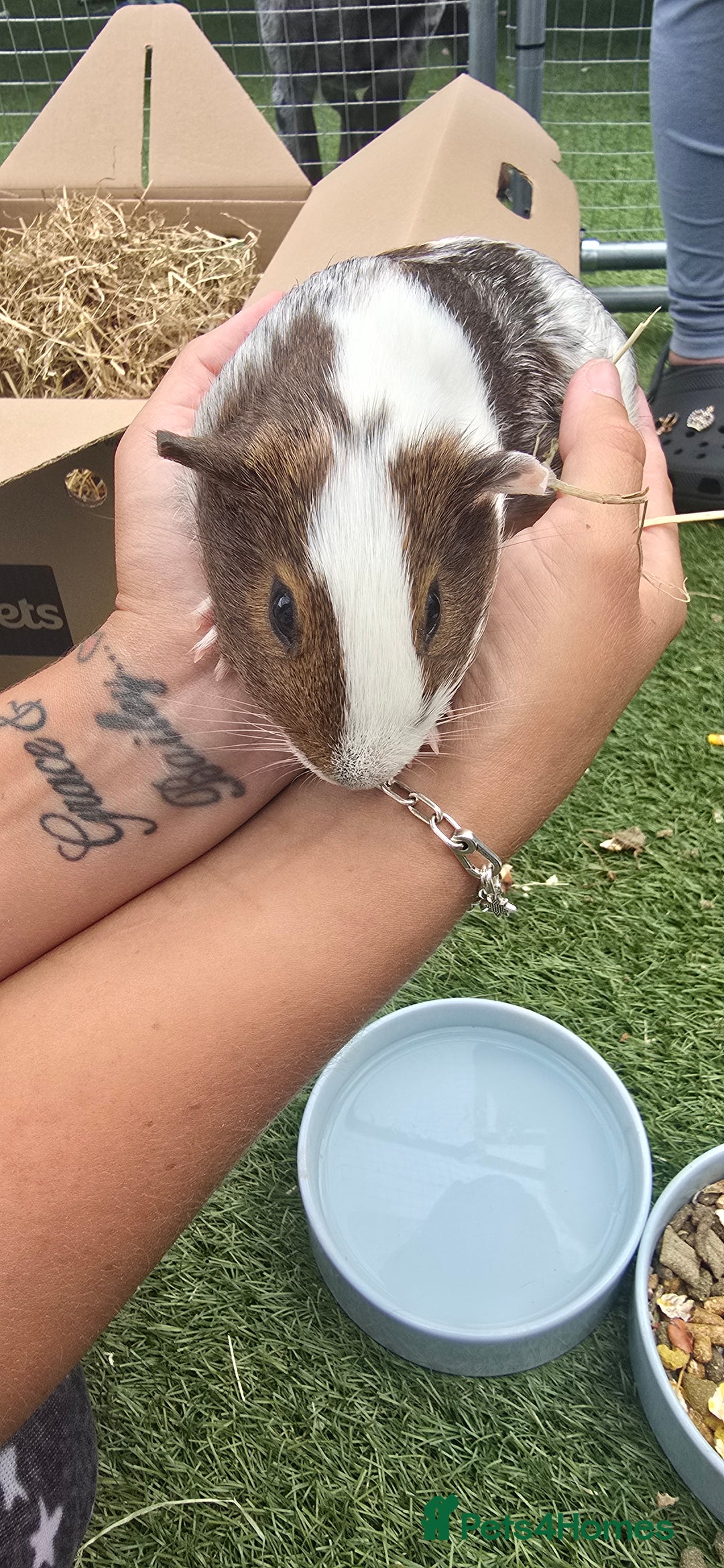 Guinea Pig rodents for sale: Guinea pig - Image 2