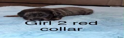 Miniature Dachshund dogs for sale: Miniature dachshund puppies - Advert 14