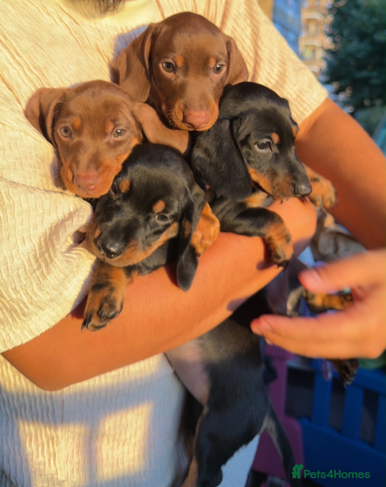 Dachshund dogs 2 Female 2 Male Dachshund Puppies - Advert 1