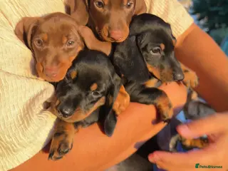 Dachshund dogs 2 Female 2 Male Dachshund Puppies - Green Eyes - Advert 2