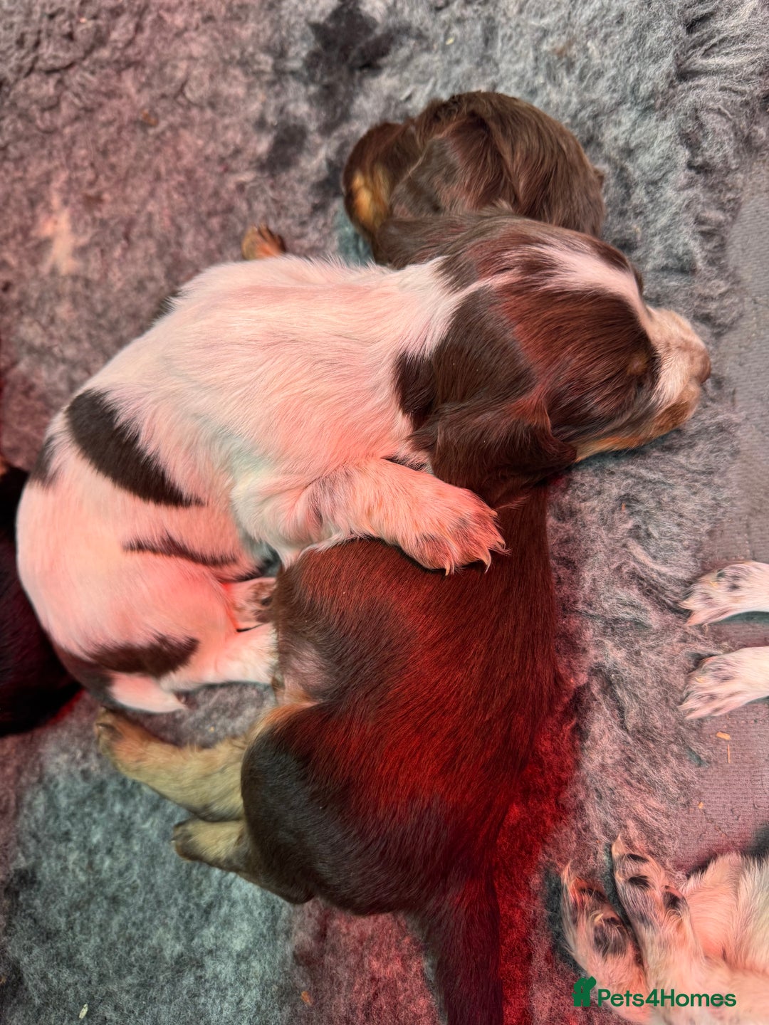 Cocker Spaniel dogs for sale: Working Cocker Spaniel Puppies - Advert 10