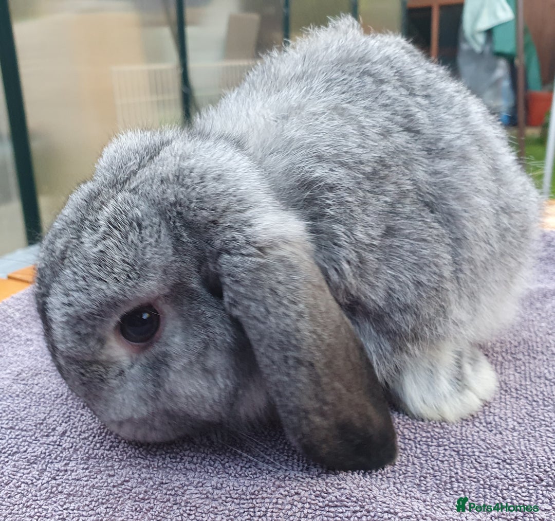 Mini Lop rabbits for sale: Friendly Baby rabbits  Vac RHD2 YURVAC - Image 8