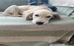 Golden Retriever dogs for sale: Male Golden Retriever puppy - Image 2