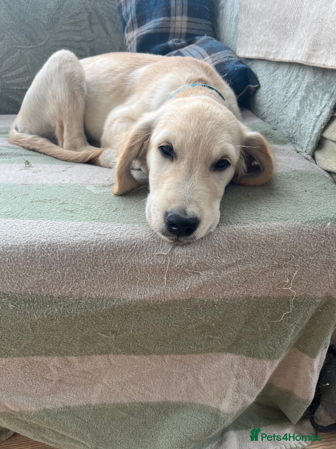 Golden Retriever dogs for sale: Male Golden Retriever puppy - Image 2