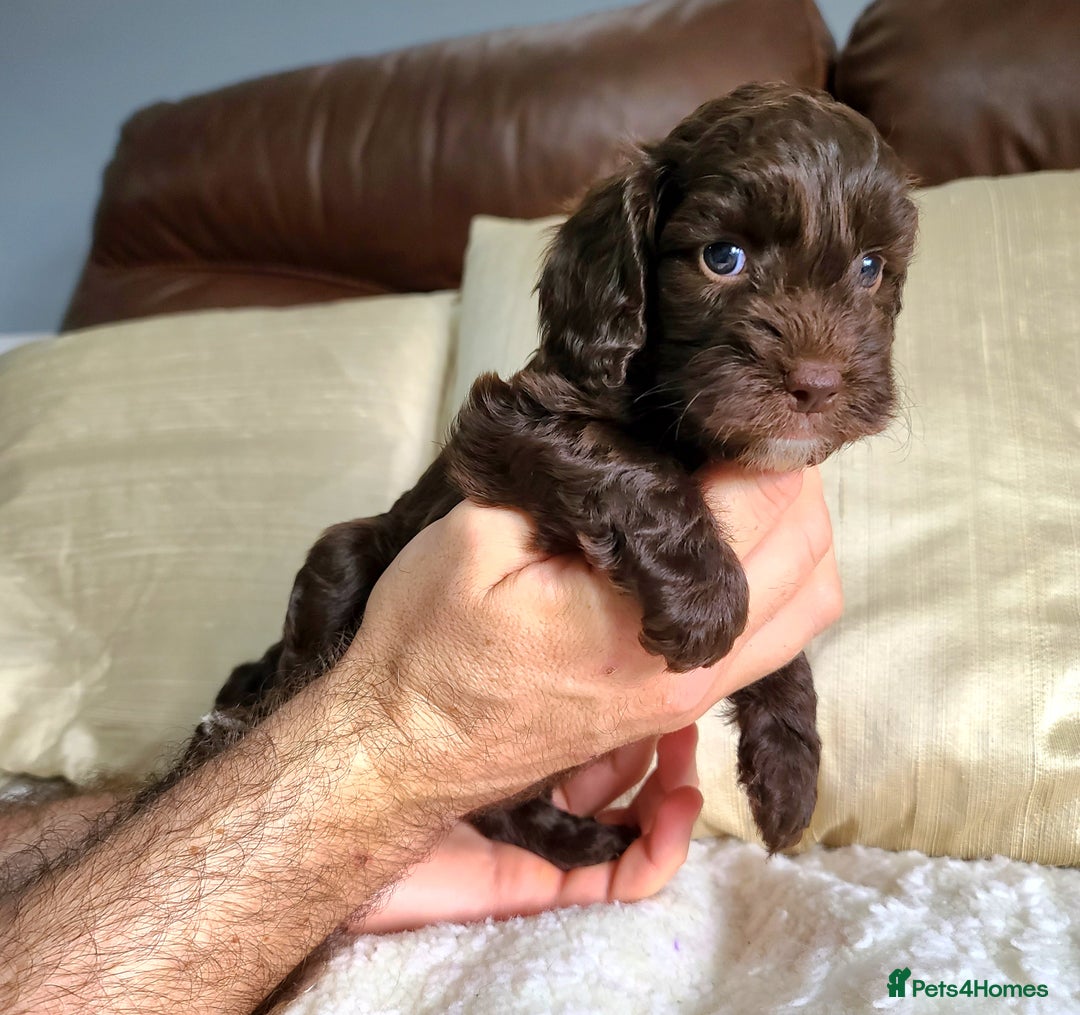 Cockapoo dogs for sale: F1 Cockapoo Puppies. Thick Coats. DNA tested - Image 21