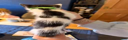Mixed Breed cats for sale: A litter of beautiful kittens. - Advert 7