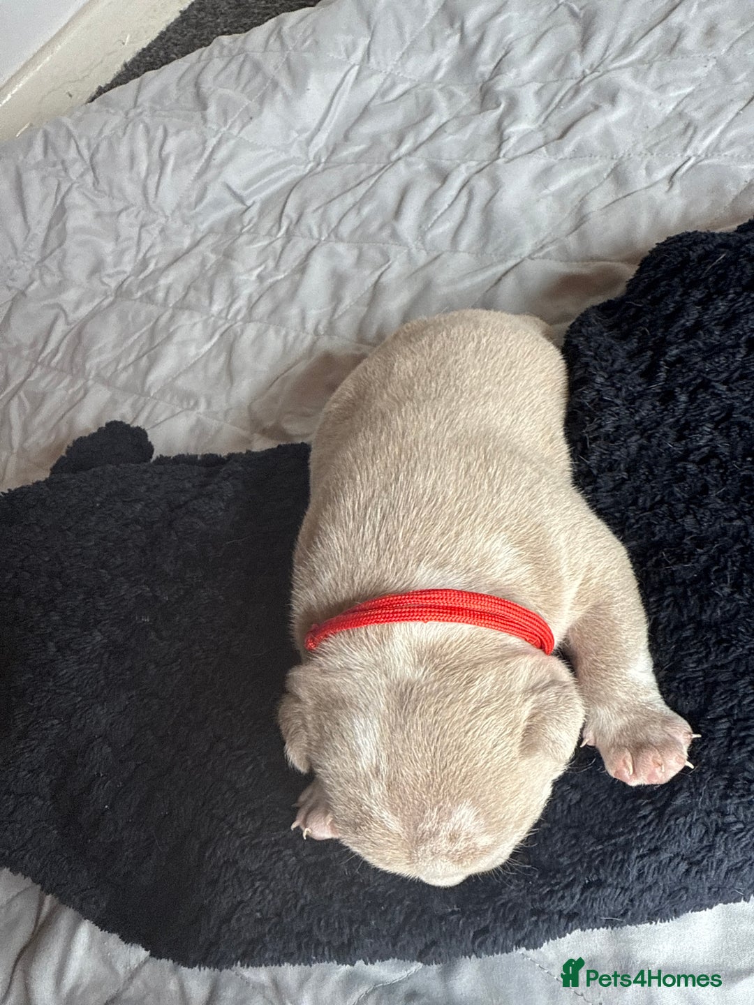 American Bully dogs for sale: Pocket bully’s  - Image 9