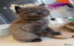 Ragdoll cats for sale: 💫Pedigree Cherubim Ragdolls💫 - Image 17