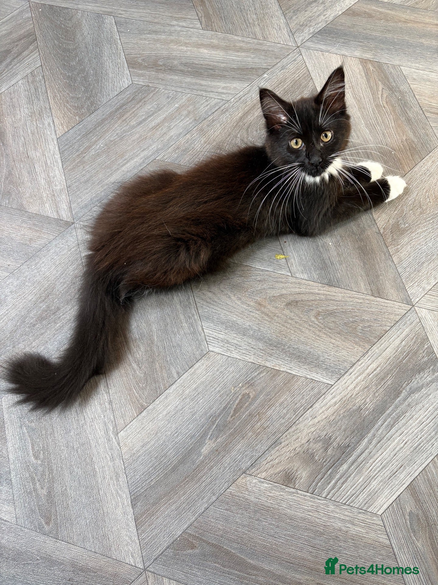 Maine Coon cats Stunning Maine Coon Kittens - Advert 2