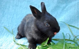 Mixed Breed rabbits for sale: English X New Zealand White babies - Image 10