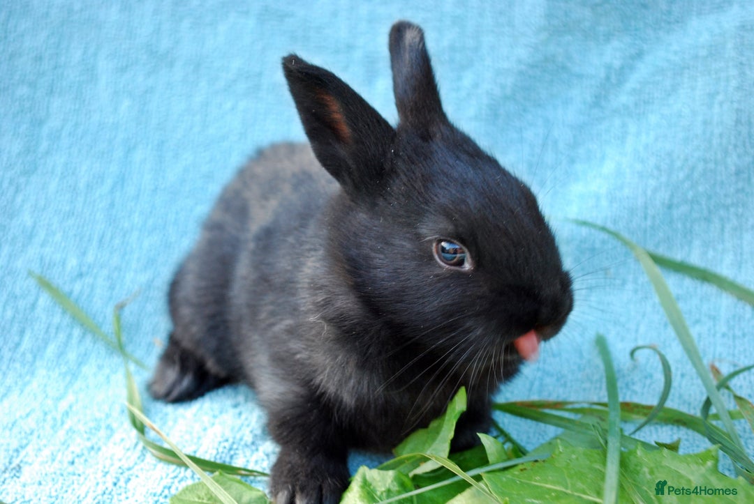 Mixed Breed rabbits for sale: English X New Zealand White babies - Image 10