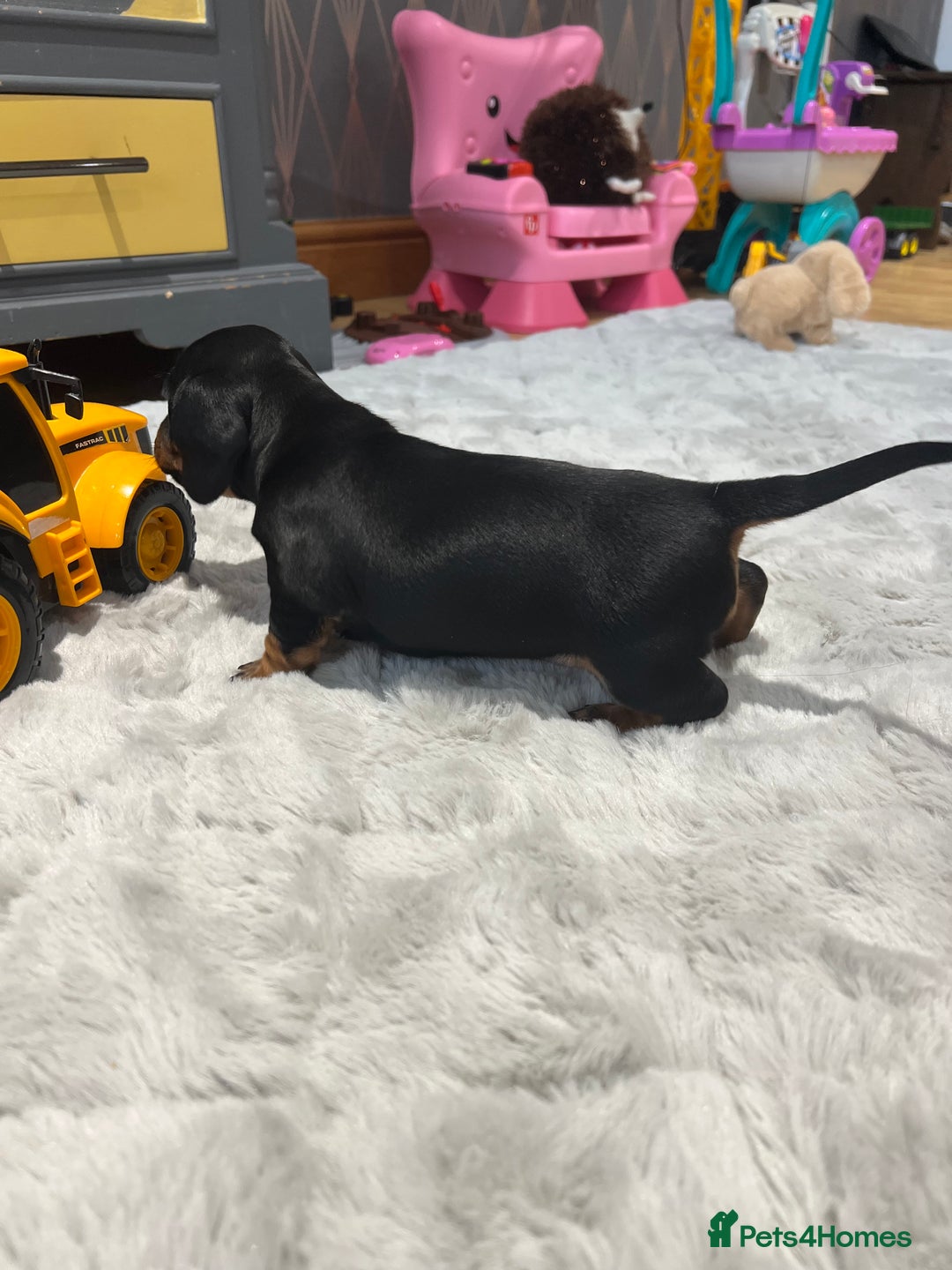 Miniature Dachshund dogs for sale: **Exceptionally well Raised Miniature Dachshunds** - Advert 17