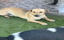 Mixed Breed dogs for adoption: Little Hugo looking for LOVE  - Image 1