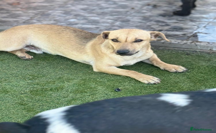 Mixed Breed dogs - Advert 1