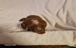 Cavapoo dogs for sale: Fox Red Cavapoo F1 Puppies  - Image 11