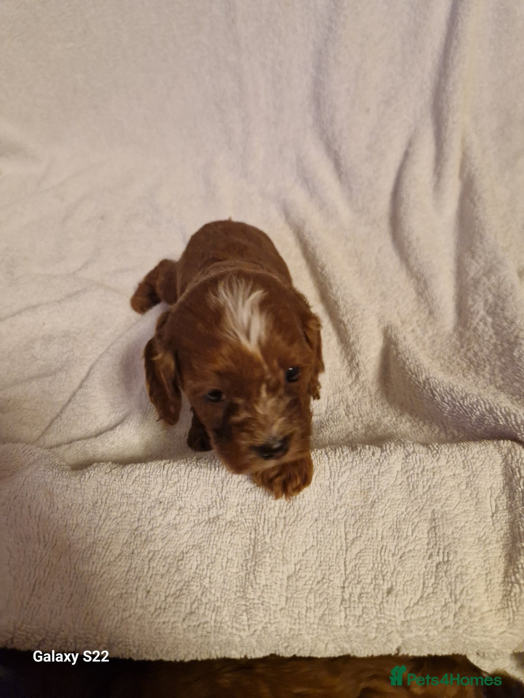 Cavapoo dogs for sale: Fox Red Cavapoo F1 Puppies  - Image 11