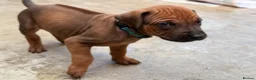 Rhodesian Ridgeback dogs for sale: Rhodesian Ridgeback Puppies - Advert 16