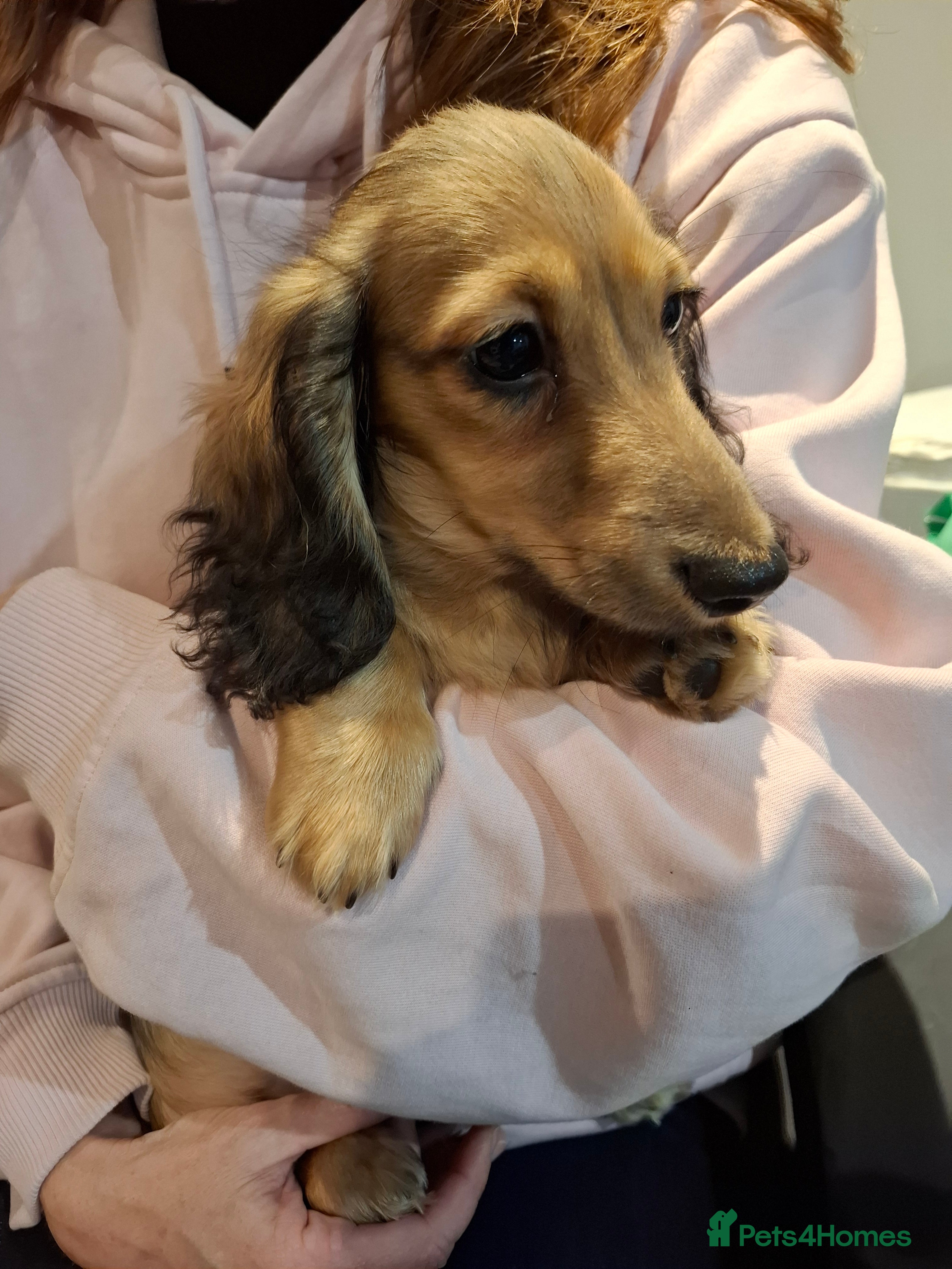 Miniature Dachshund dogs Mini Long Haired Male / Female Dachshund - Advert 2