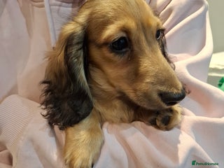 Miniature Dachshund dogs Mini Long Haired Male / Female Dachshund - Advert 2