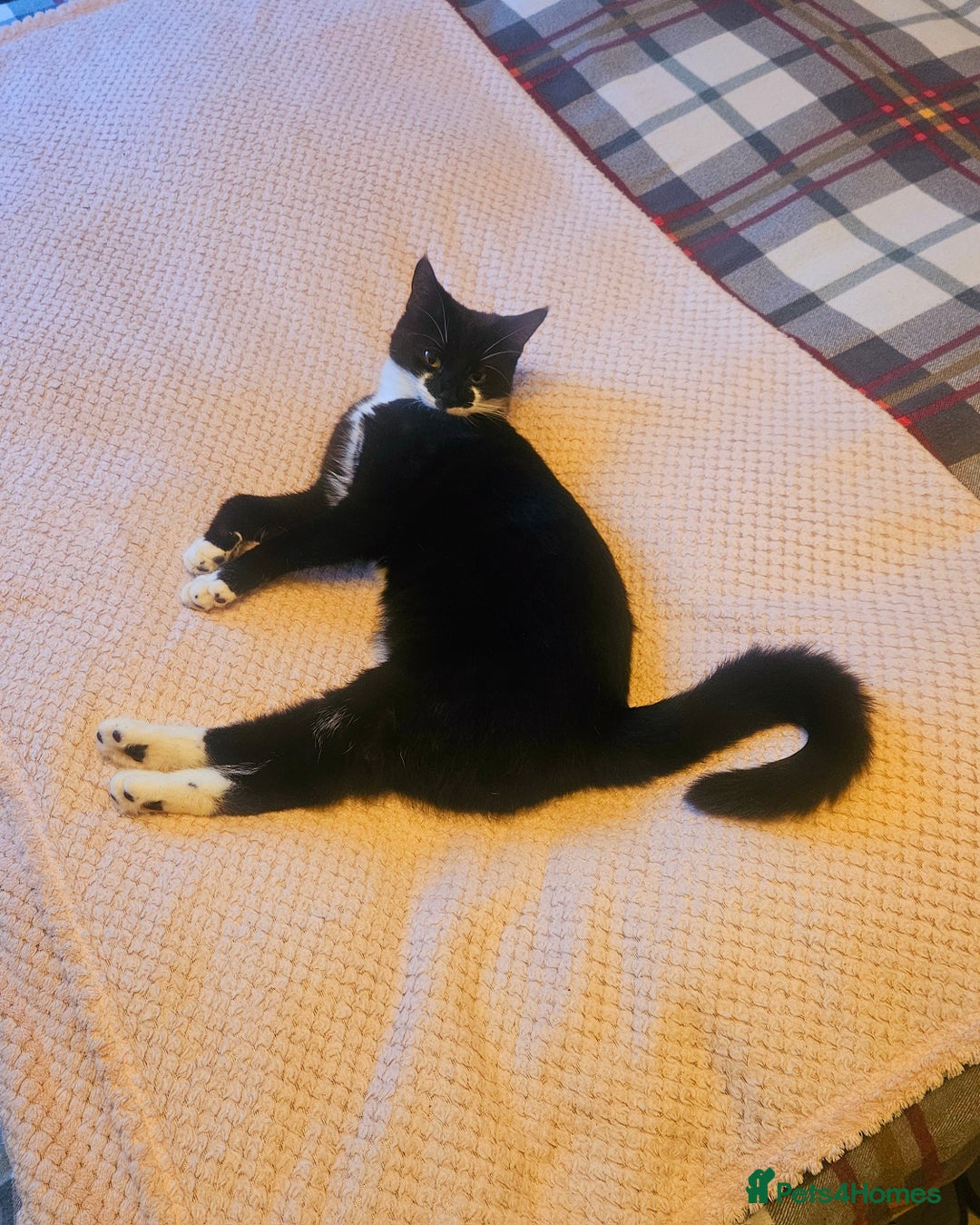 Mixed Breed cats for sale: striped boy - Image 3