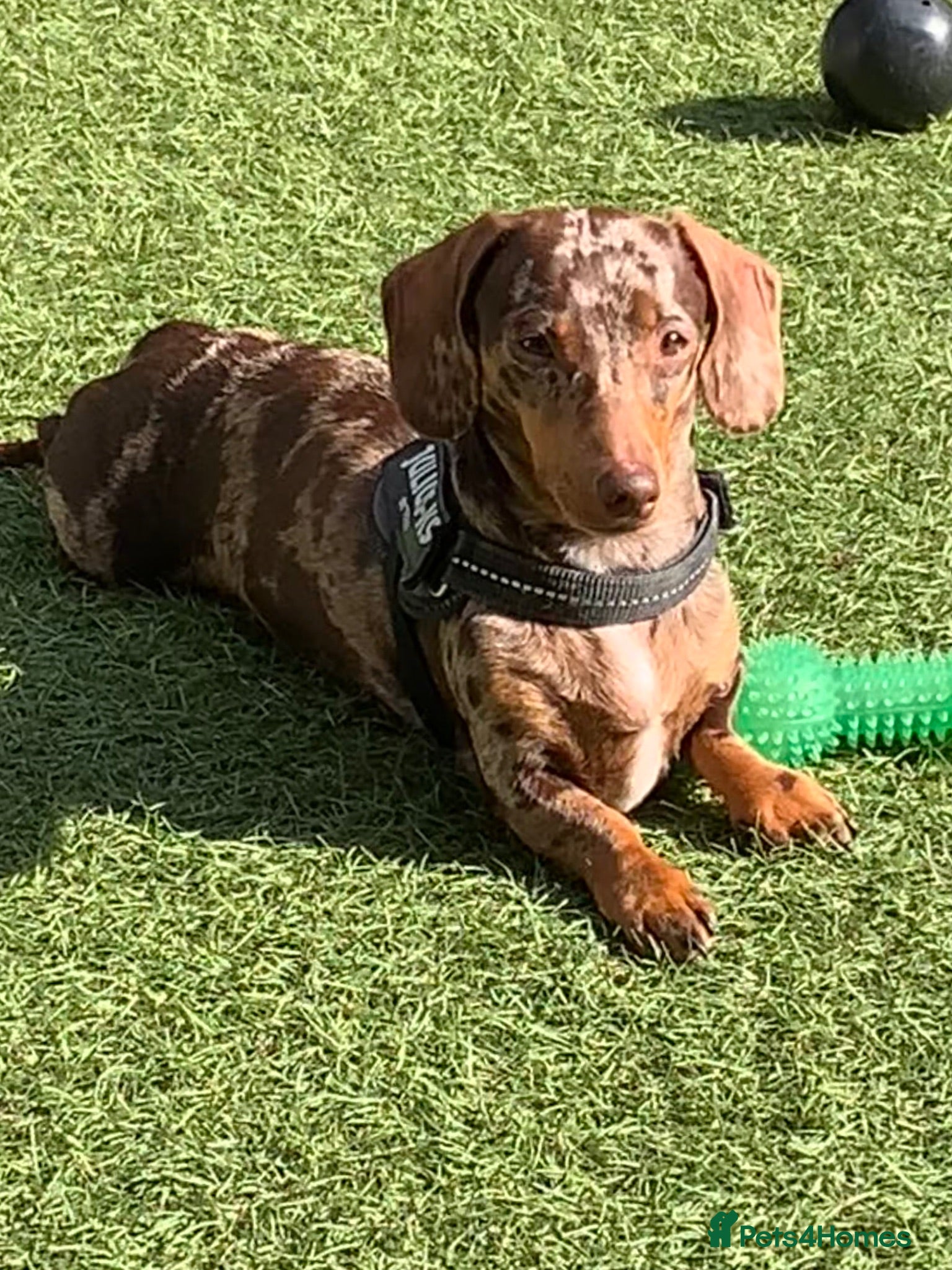 Miniature Dachshund dogs Miniature Dachshund KC Reg Puppies - Advert 1