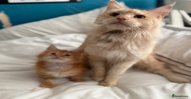 Maine Coon cats - Advert 13