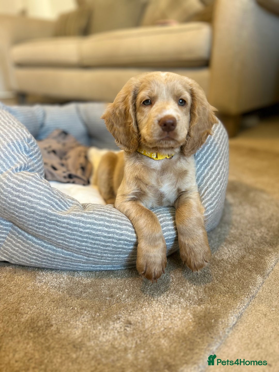Cocker Spaniel dogs for stud: Beautiful blue roan cocker spaniel for STUD! - Image 10