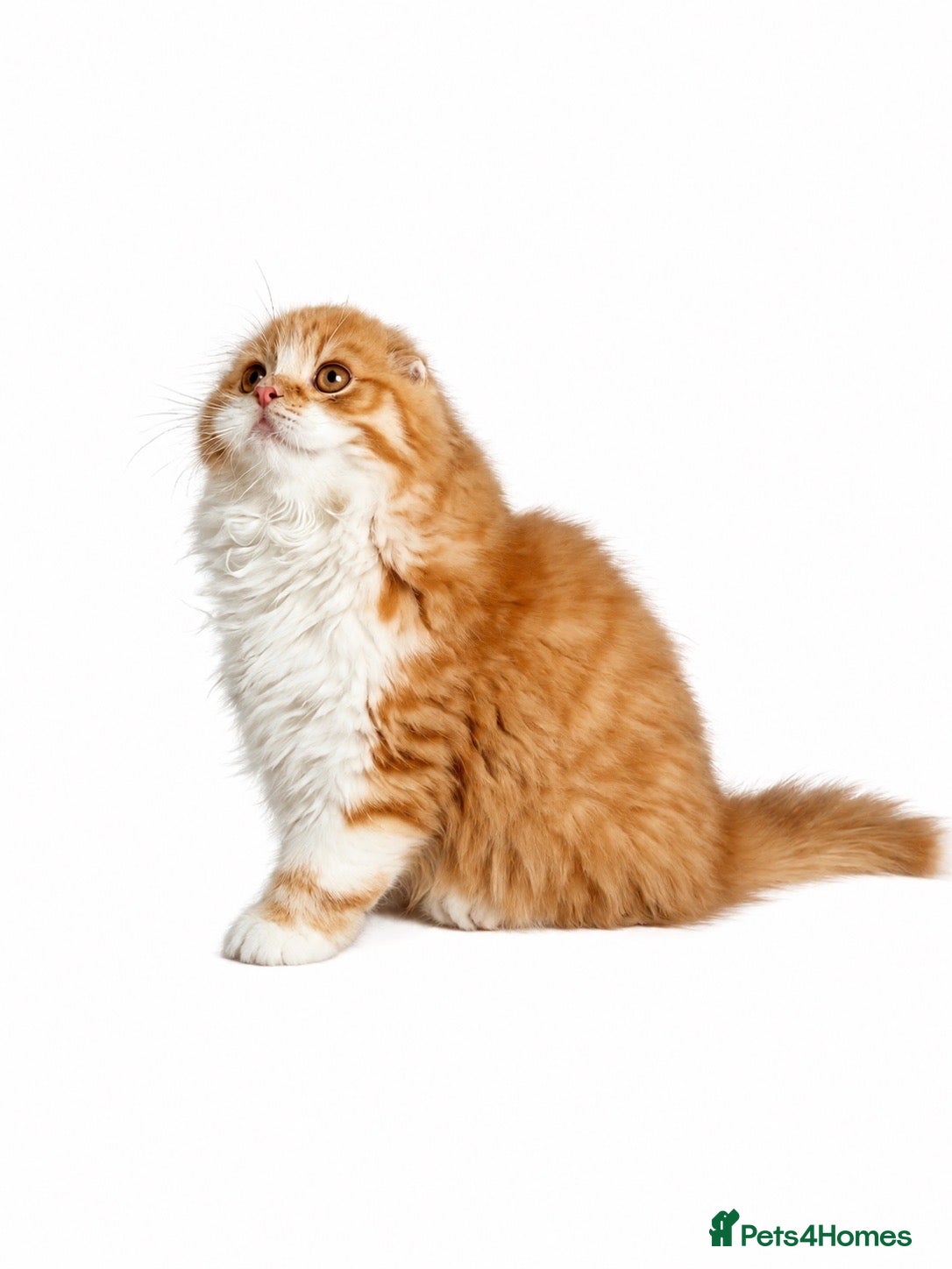 Scottish Fold cats Scottish Fold TICA Pedigree  - Advert 2