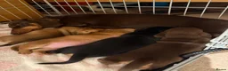 Miniature Dachshund dogs for sale: Miniature Smooth Haired Dachshund Black and Tan in Wrexham - Advert 24