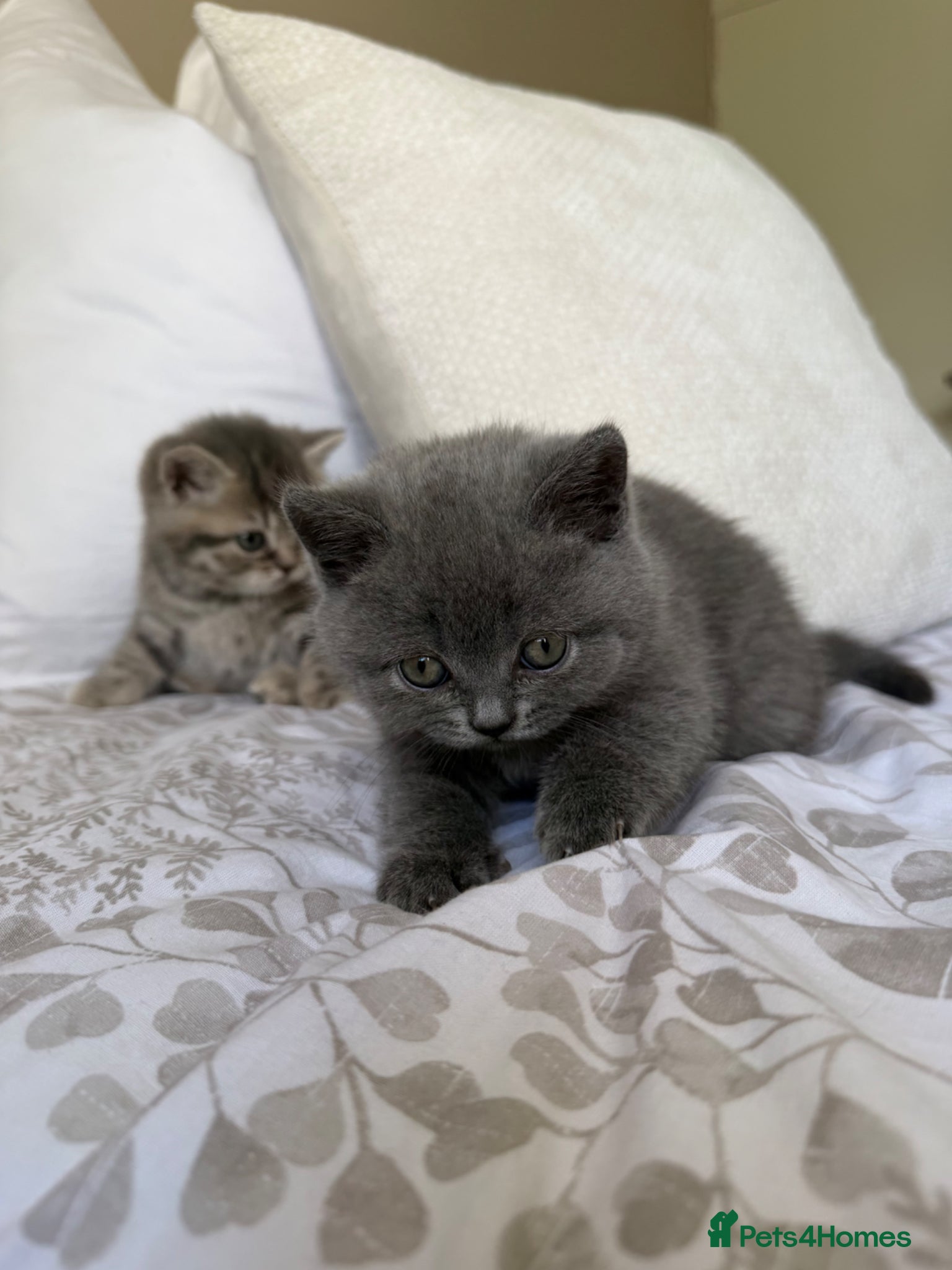 Scottish Fold cats Beautiful Scottish fold girls❤️  - Advert 10