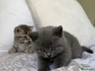 Scottish Fold cats Beautiful Scottish fold girls❤️ - Advert 10