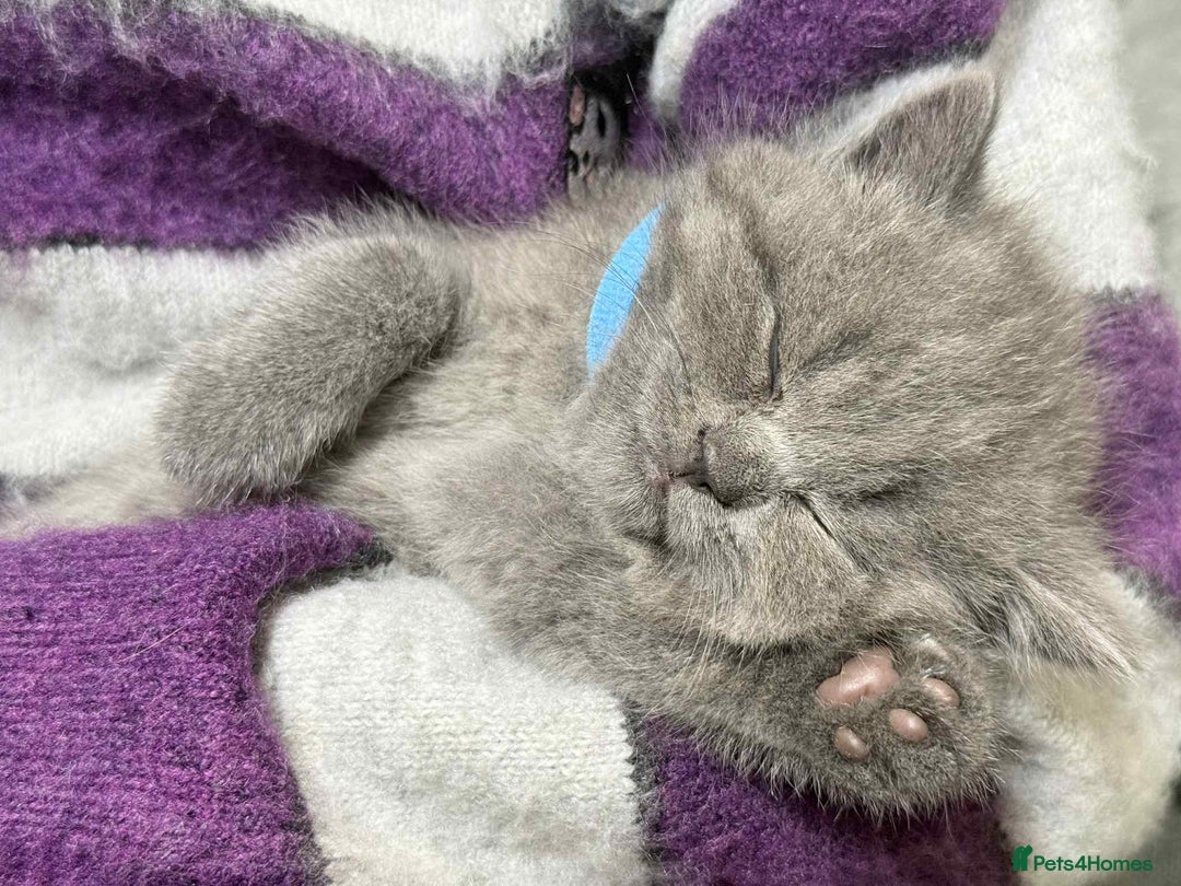 British Shorthair cats for sale: Chunky British Shorthair Blue Kittens 🐱💙 - Image 33