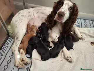Cocker Spaniel dogs Beautiful Cocker Spaniel Puppies - Advert 1