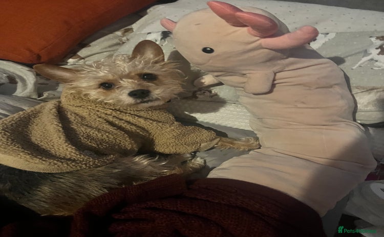 Yorkshire Terrier dogs - Advert 1