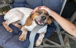 Mixed Breed dogs for adoption: Terry needs a loving home  - Image 2